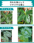葉面洗浄剤 葉をきれいにするミスト MY PLANTS KINCHO園芸 観葉植物 艶が出る 2本セット 送料込み